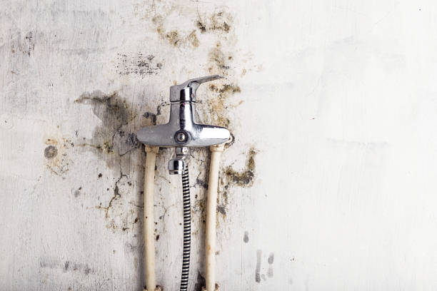 Best Home Mold Removal  in Chantilly, VA