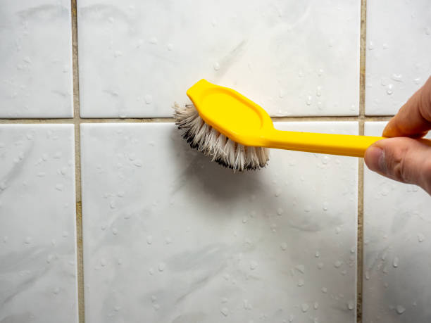 Trusted Chantilly, VA Mold Removal Experts