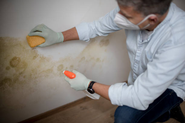 Best Mold Remediation  in Chantilly, VA