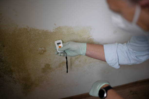 Best Office Mold Removal Services  in Chantilly, VA