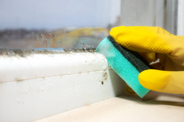 Best Mold Removal Company Near Me  in Chantilly, VA