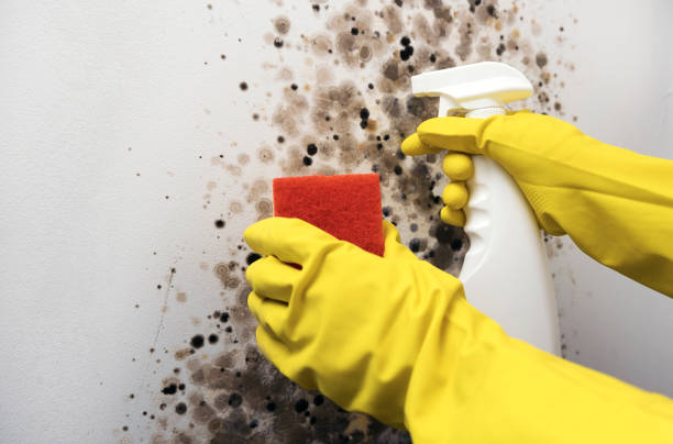 Best Mold Cleaning Services  in Chantilly, VA