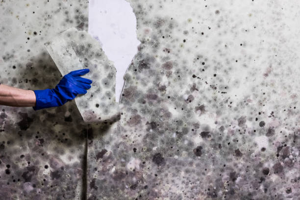 Best Certified Mold Removal  in Chantilly, VA