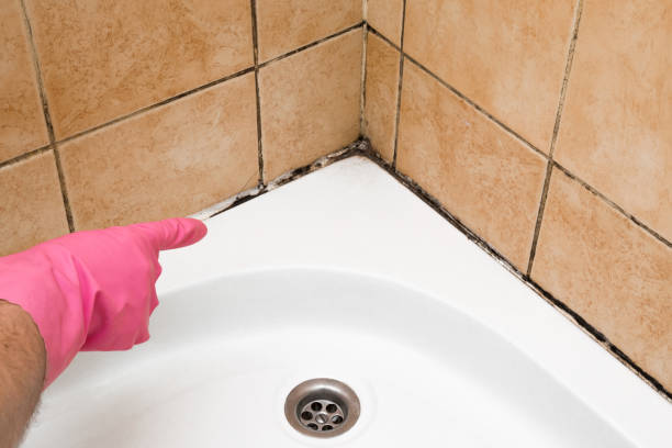 Best Fast Mold Removal  in Chantilly, VA