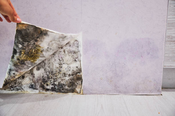 Best Local Mold Removal Service  in Chantilly, VA